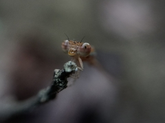 Aciagrion pallidum