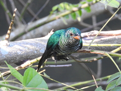 Chrysococcyx maculatus