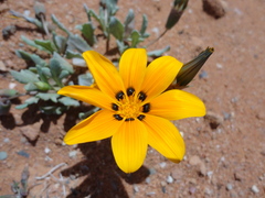 Gazania lichtensteinii
