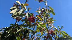 Photinia niitakayamensis