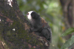 Callithrix geoffroyi