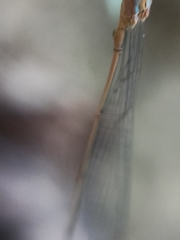 Aciagrion pallidum
