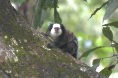 Callithrix geoffroyi