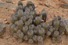 Copiapoa coquimbana