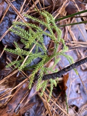 Lycopodiales