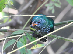 Chrysococcyx maculatus
