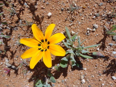 Gazania lichtensteinii