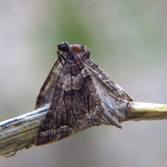 Catarhoe basochesiata