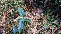 Tripterospermum lanceolatum