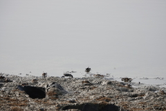 Macrophthalmus banzai