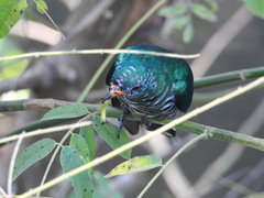 Chrysococcyx maculatus