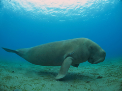 Dugong dugon