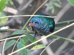 Chrysococcyx maculatus