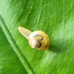 Helicarion perfragilis