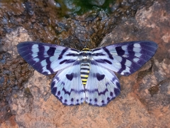 Dysphania palmyra