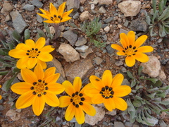 Gazania lichtensteinii