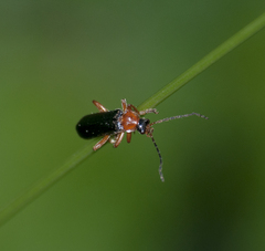 Cantharis nigra