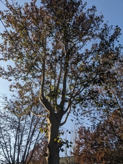 Platanus orientalis