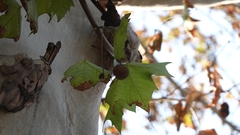 Platanus orientalis