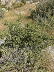 Schaefferia cuneifolia