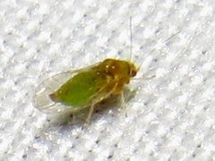 Heteropsylla