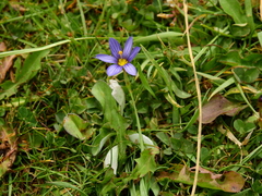 Sisyrinchium chilense
