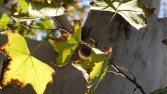Platanus orientalis