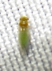 Heteropsylla
