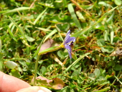 Sisyrinchium chilense