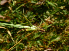 Sisyrinchium chilense