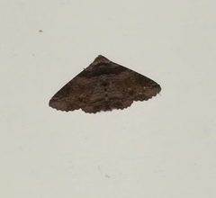 Pericyma cruegeri