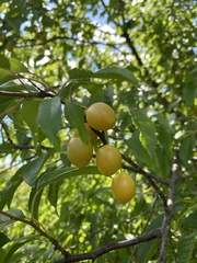 Prunus hortulana