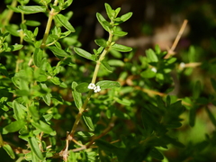 Clinopodium gilliesii