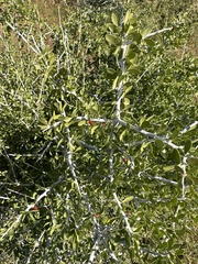 Schaefferia cuneifolia