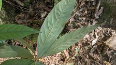 Lithocarpus amygdalifolius