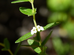 Clinopodium gilliesii