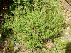 Clinopodium gilliesii