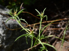 Centaurea calcitrapa