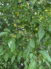 Prunus hortulana