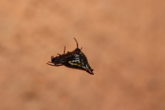 Micrathena plana