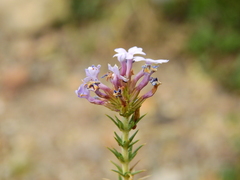 Junellia juniperina