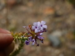Junellia juniperina