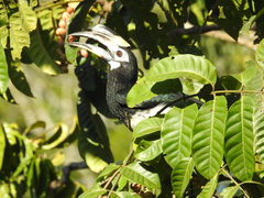 Anthracoceros albirostris