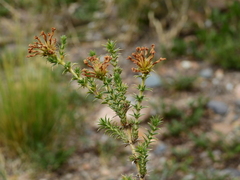 Junellia juniperina