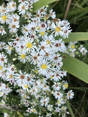 Dumosi