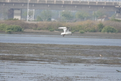 Saundersilarus saundersi