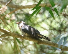 Cuculus solitarius