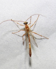 Enicospilus