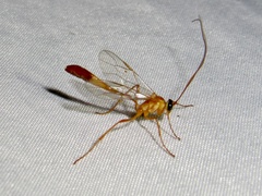 Enicospilus