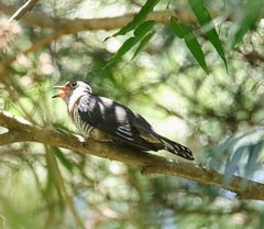 Cuculus solitarius